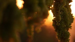 برگزاری هفتمین جشنواره انگور در ارومیه