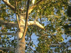 درختان چنار سطح شهر اصفهان تقویت می‌شوند