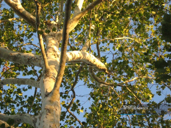 درختان چنار سطح شهر اصفهان تقویت می‌شوند