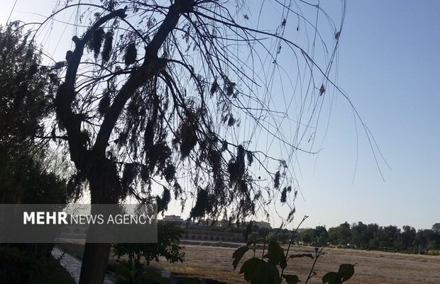 فتوسنتز درختان چنار و بید اصفهان به علت گرمامتوقف شد