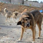 سرنوشت سگ های بلا صاحب در شهرها