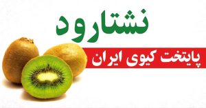 نشتارود پایتخت کیوی ایران
