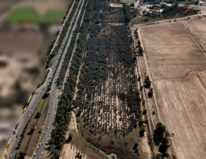 واگذاری باغ زیتون دزفول به شهرداری