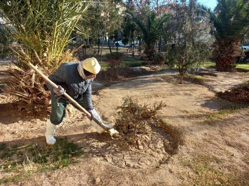 آماده‌سازی، نگهداشت و هرس درختان در فصل زمستان منطقه ۱۴