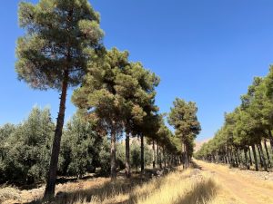 پیگیری‌های مستمر برای ساماندهی، حفظ و نگهداری باغ بش  شیراز 