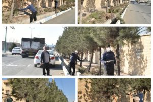 هرس درختان کاج در بلوار ولایت شهر گلسار