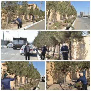 هرس درختان کاج در بلوار ولایت شهر گلسار