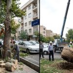 قطع درختان یا جابجایی اصولی؟