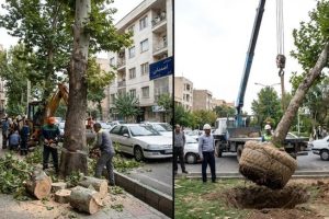 قطع درختان یا جابجایی اصولی؟