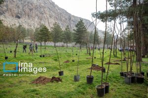 جنگل‌کاری جدید در کرمان پس از ۵۰ سال