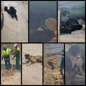 طرح ساماندهی وجمع اوری بیش از یکصد قلاده سگ‌های بلاصاحب سطح شهر منظریه