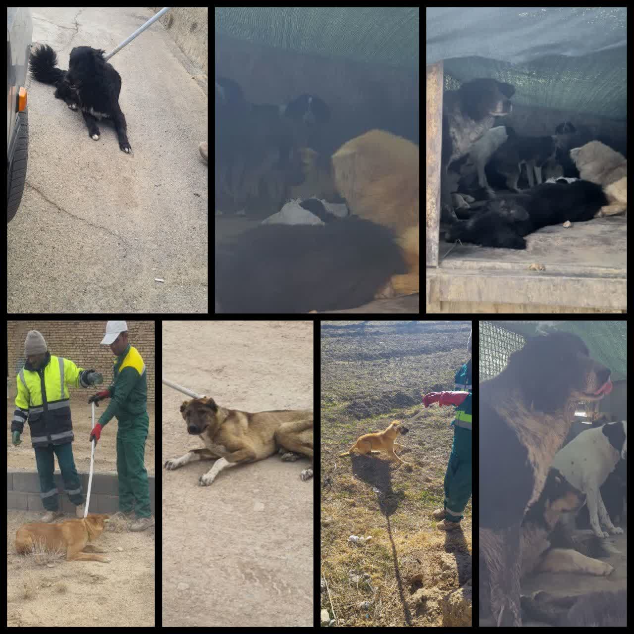 طرح ساماندهی وجمع اوری بیش از یکصد قلاده سگ‌های بلاصاحب سطح شهر منظریه