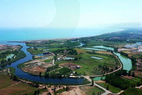 ۱۵۰۰ اصله نهال توسکا در ساحل چمخاله کاشته می‌شود