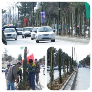 درختان سرو شیرازی