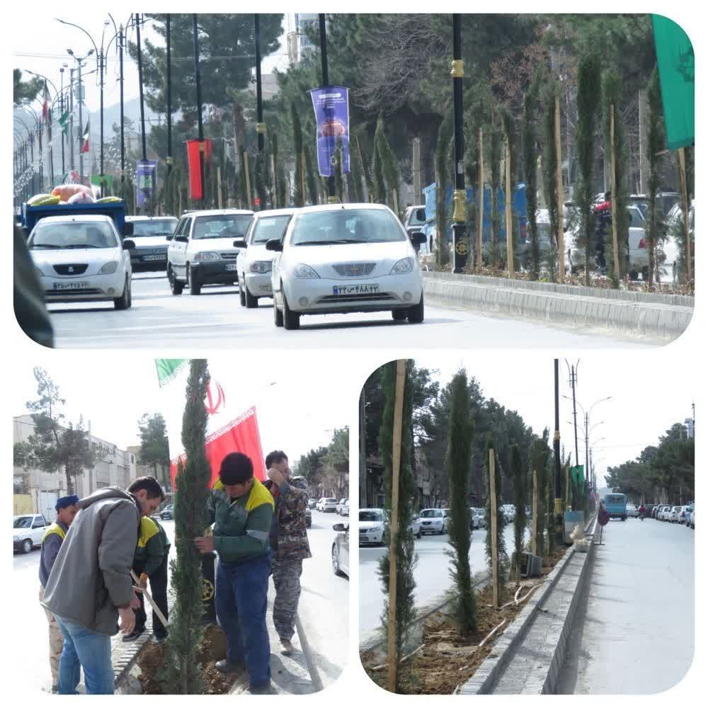درختان سرو شیرازی
