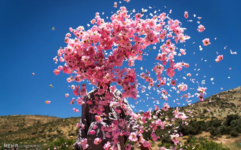 عطر گل محمدی در کوچه باغ های میمه پیچید