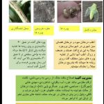 اطلاعیه به باغداران و متولیان درختان شهرستان‌های بروجرد و اشترینان