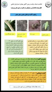 اطلاعیه به باغداران و متولیان درختان شهرستان‌های بروجرد و اشترینان