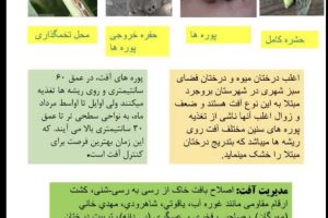 اطلاعیه به باغداران و متولیان درختان شهرستان‌های بروجرد و اشترینان